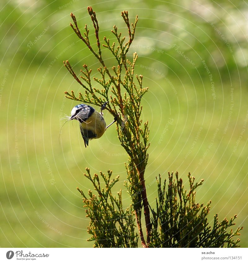 Nestbau Vogel Meisen Blaumeise Zufriedenheit Sträucher Frühling Wiese Zweig