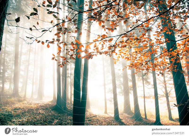 roter Oktober Umwelt Natur Landschaft Tier Sonnenaufgang Sonnenuntergang Sonnenlicht Herbst Schönes Wetter Nebel Baum Wald Zufriedenheit Romantik schön Freiheit