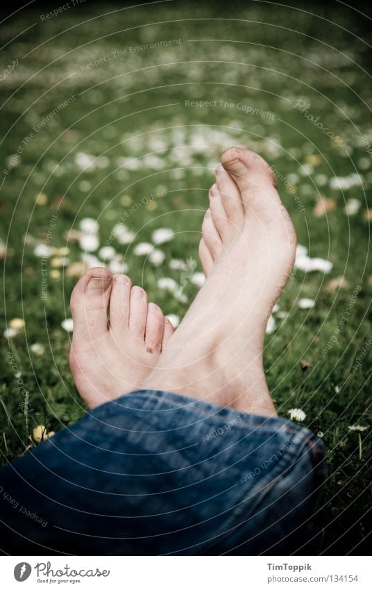 Schwarzfußwiese Fuß Wiese Rasen Gras Blume Gänseblümchen Jeanshose Jeansstoff Beine Erholung Park schlafen Sommer Frühling dreckig Mittagsschlaf Freude