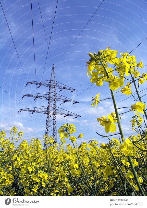 Rapsfeld unter Hochspannung Strommast Elektrizität Stromkraftwerke Kohle Erdöl Bioenergie Rapsöl Biokraftstoff Biodiesel Biologische Landwirtschaft