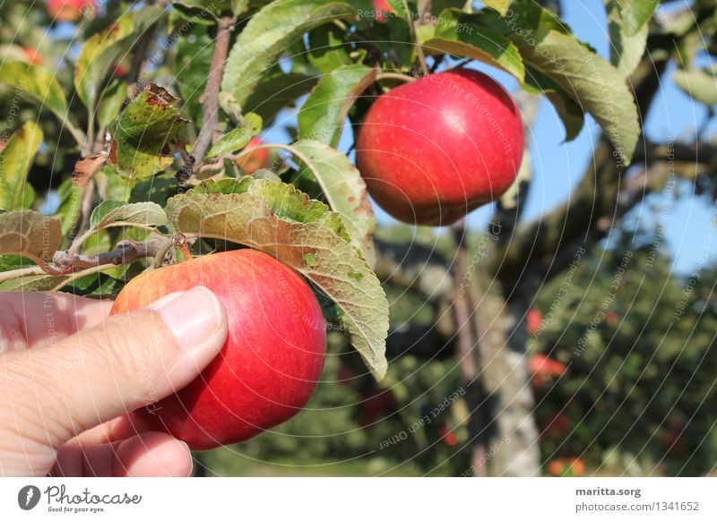 Apfelernte Lebensmittel Frucht grün rot Vorfreude Farbe Freude genießen Qualität Farbfoto Außenaufnahme Tag Zentralperspektive
