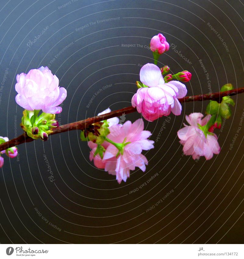 kirschblüte 4 elegant Glück schön harmonisch Wohlgefühl Zufriedenheit Erholung Duft Pflanze Frühling Blume Blüte ästhetisch weich braun grau grün rosa