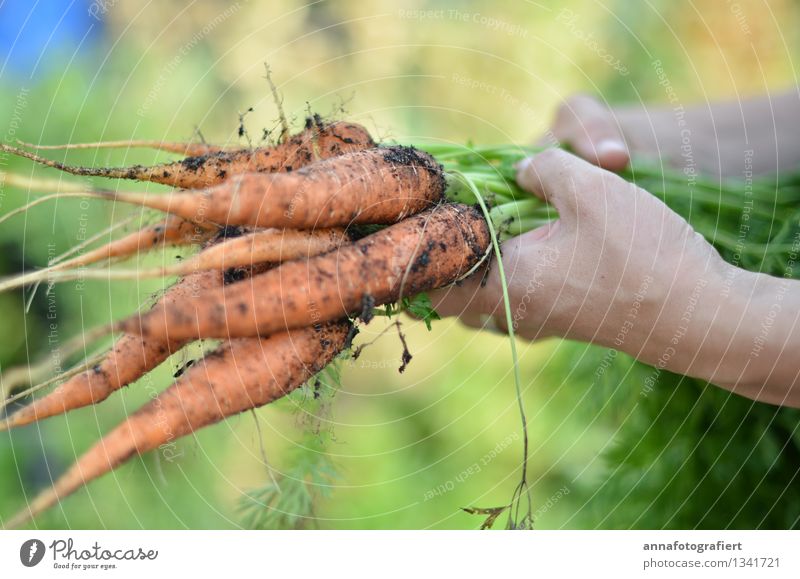 Karotten frisch aus der Erde Umwelt Nutzpflanze Feld Essen Freundlichkeit lecker grün orange Möhre Ernte Natur Garten Gemüse Gemüsebau Farbfoto Außenaufnahme