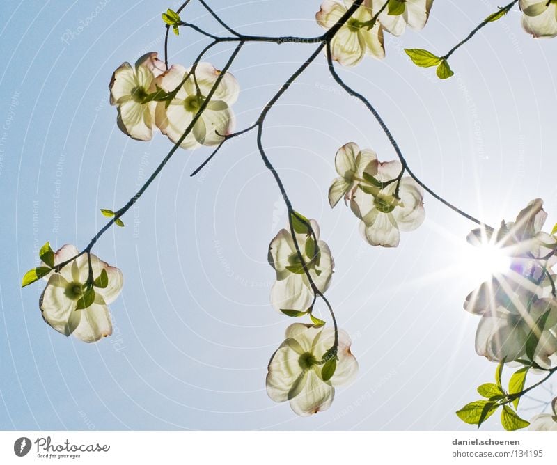 auf dem Rücken liegen Hartriegel Sträucher Baum weiß Licht Sonnenstrahlen Sommer Frühling Blume Blüte hell-blau zyan Silhouette Gegenlicht