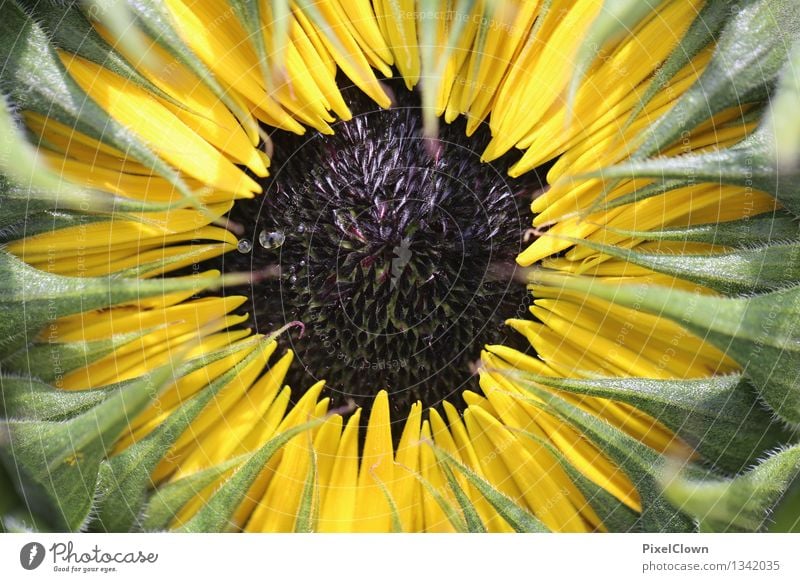 Sonnenblume Öl schön Kosmetik Alternativmedizin Wellness harmonisch Erholung ruhig Ferien & Urlaub & Reisen Sommer Landwirtschaft Forstwirtschaft Natur Pflanze