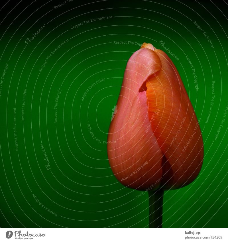 kein sex vor der ehe? Tulpe Pflanze Blüte Wachstum grün rosa Reifezeit Ehe Symbole & Metaphern geschlossen Stengel Staubfäden Keuschheitsgürtel Frühling rot