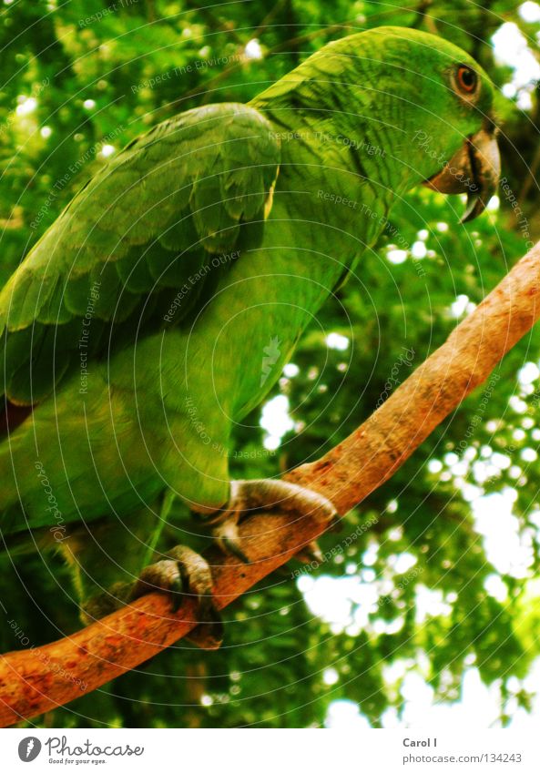 grün, grün, und grün Papageienvogel Vogel braun Krallen Schnabel Baum stehen Holz glänzend einfarbig knallig mehrfarbig interessant Tarnung Sommer Mexiko Ast