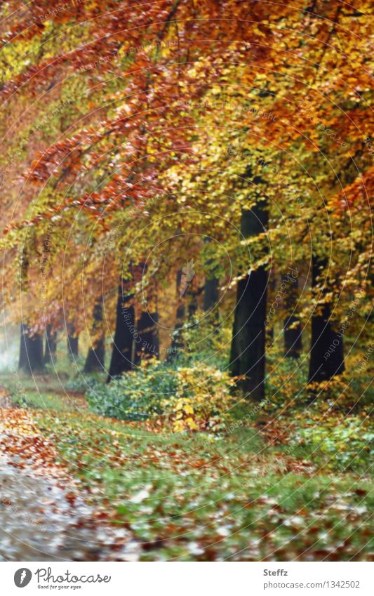 Herbstspaziergang im Oktober Herbstwald Herbstlandschaft Herbstlaub Herbstbäume Saisonende Fußweg nach dem Regen warme Herbstfarben Oktoberwald goldener Oktober