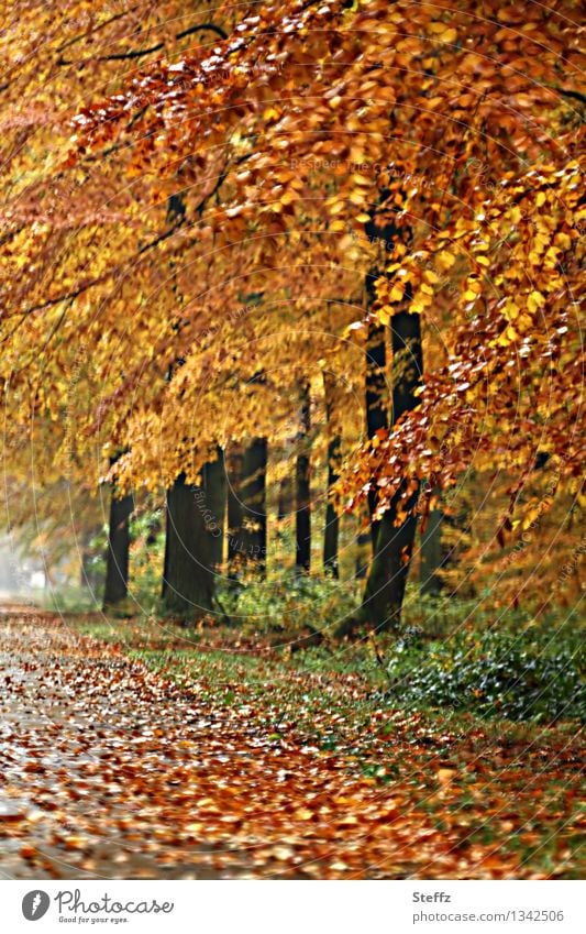 Waldweg im Herbstwald nach dem Regen goldener Herbst goldener Oktober Waldbaden bunter Herbstwald Herbstfarben Herbstfärbung Herbstlaub Herbstlandschaft