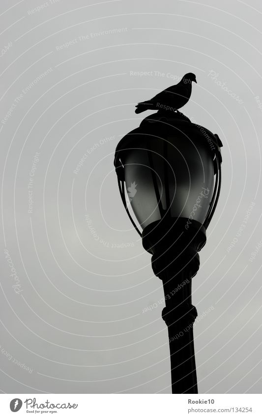 " My dark place " Vogel Taube Laterne Tier Platz dunkel Trauer Außenaufnahme trist Einsamkeit bewachen besetzen Besitz Gesellschaft (Soziologie) Zusammensein