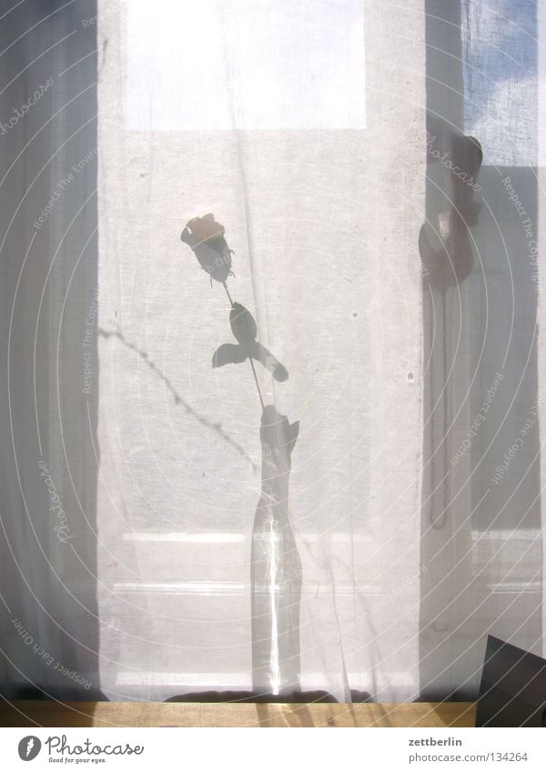 Rose für Dich Vase Blume Blumenvase Fenster Gardine Wind Sommer Romantik Partnerschaft Dekoration & Verzierung