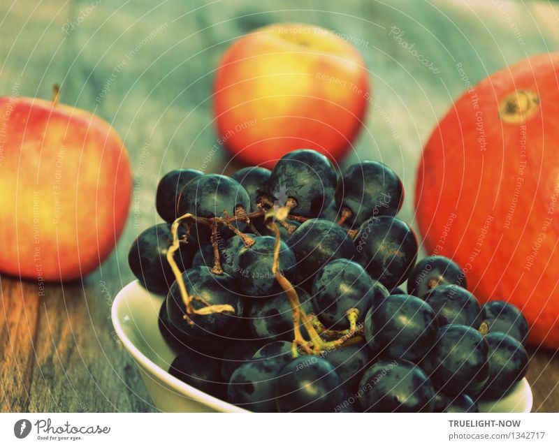 Schönheit des Herbstes... Lebensmittel Gemüse Frucht Apfel "Blaue Trauben Weintrauben Lavallée" Ernährung Bioprodukte Vegetarische Ernährung Erotik frisch