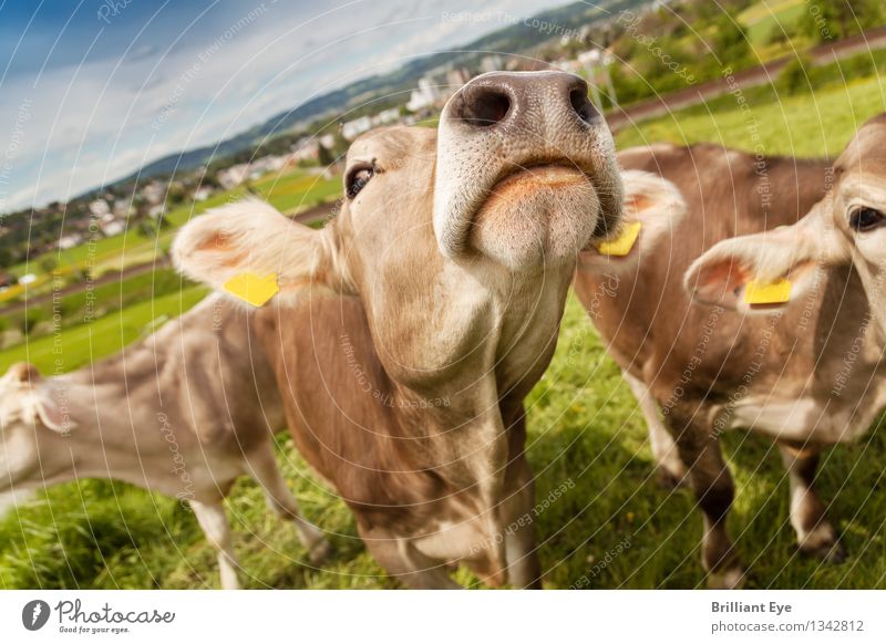 Wir, die Schweizer Kühe Sommer Landwirtschaft Forstwirtschaft Natur Wiese Tier Nutztier Kuh Tiergruppe Fressen authentisch frei Glück Neugier braun Stimmung