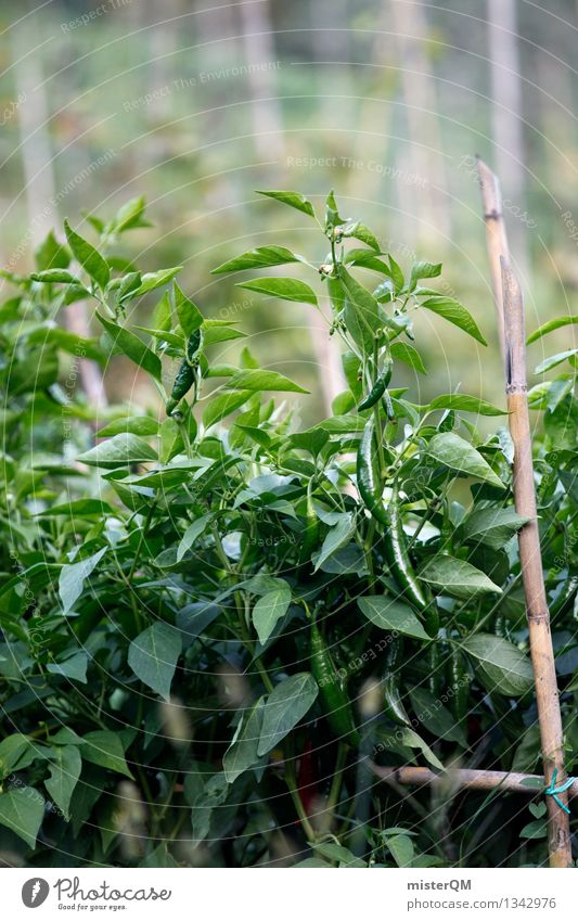 Green Pepper. Umwelt Natur Landschaft Pflanze ästhetisch Gemüsegarten Gemüsefeld Paprika Scharfer Geschmack grün Wachstum Garten anbauen