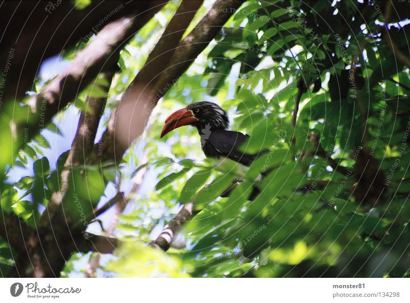 seltener Besucher Urwald beeindruckend Mangel Licht grün Vogel Nashornvogel verstecken Farbe Schatten
