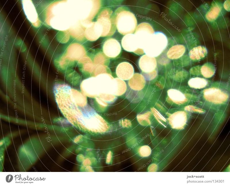 Dilemma in Form und Farbe Kristalle Tropfen glänzend leuchten grün Energie Irritation unklar evident Traumwelt Grünpflanze Blendenfleck Optik Detailaufnahme