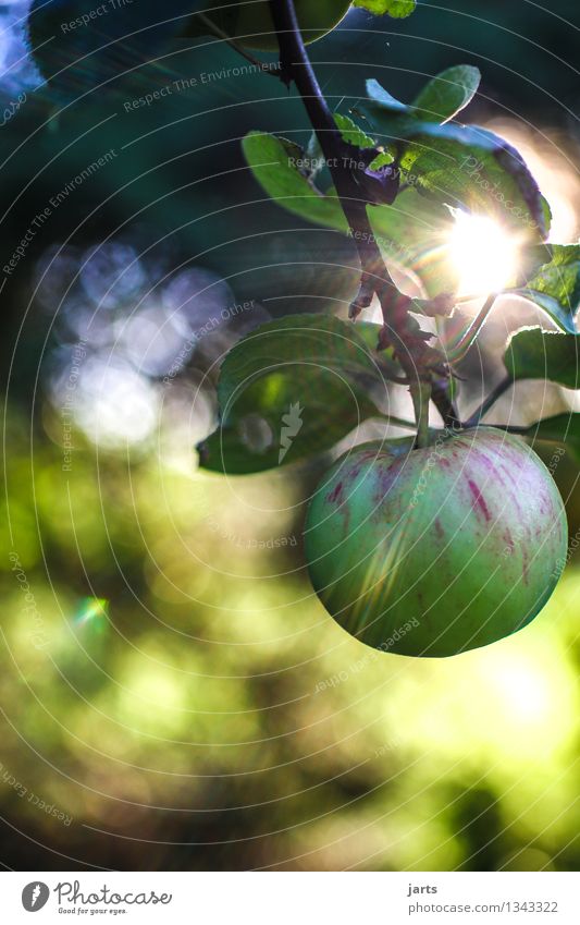 wir ernten was wir säen Lebensmittel Frucht Apfel Bioprodukte Pflanze Herbst Schönes Wetter Baum Garten frisch Gesundheit natürlich rund saftig sauer Natur