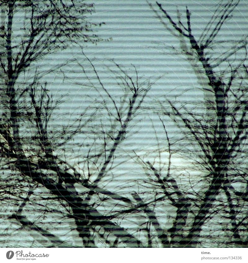 Spiegelspiele (II) Fenster Haus Baum Vorhang Jalousie Wolken Sträucher durcheinander Holz Pflanze horizontal Reflexion & Spiegelung Detailaufnahme Glas Ast