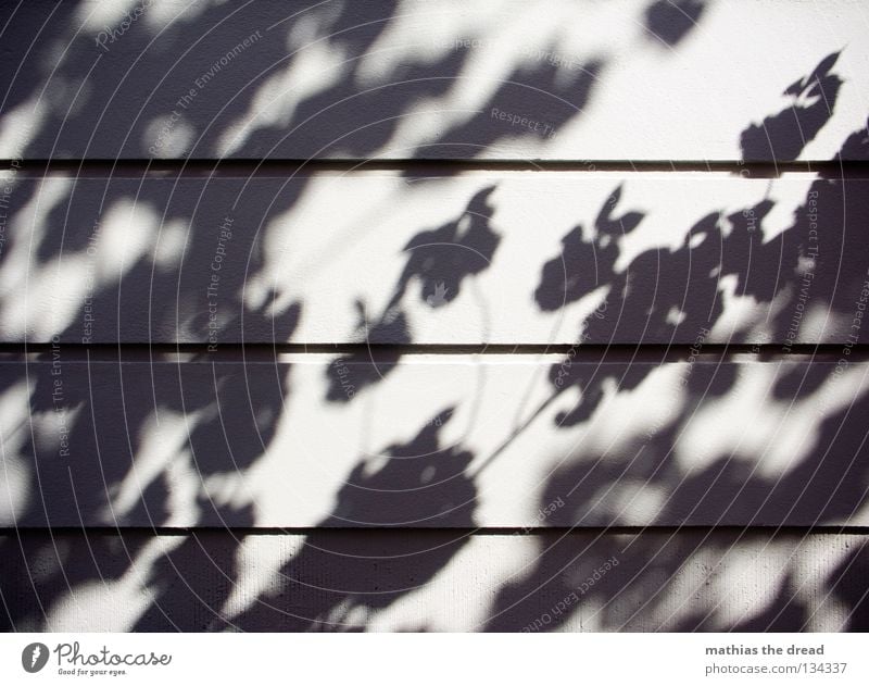 KIRSCHBLÜTEN Silhouette Baum Pflanze Blatt Blüte Unschärfe Wand Putz Haus Oberfläche parallel minimalistisch träumen schön Licht Sonnenlicht Sommer Garten Park