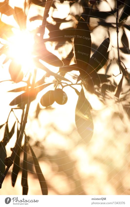 Sonnenöl I Kunst Kunstwerk ästhetisch Oliven Olivenbaum Olivenöl Olivenblatt Olivenernte Sonnenstrahlen mediterran südländisch Italien Urlaubsstimmung Farbfoto