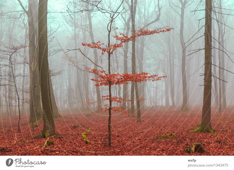 Zauber Wald in rot und türkis Frühling Herbst Nebel Baum Blatt träumen Surrealismus fantasie Märchenwald Zauberwald mystisch verfärbt bezaubernd filter