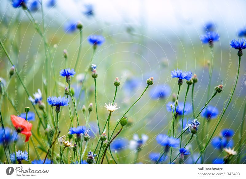 Feld mit Kornblumen Sommer Sonne Natur Landschaft Pflanze Schönes Wetter Blume Wildpflanze Garten Wiese Blühend Duft Wachstum frisch natürlich schön blau grün
