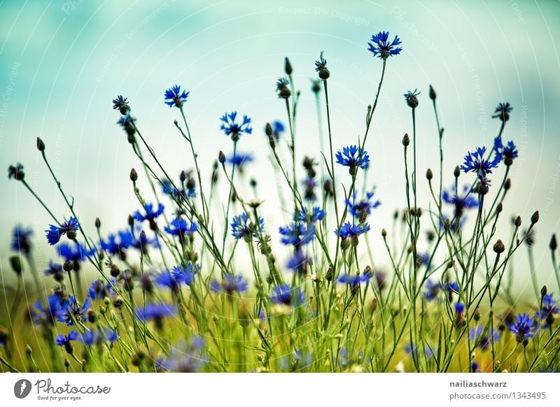 Feld mit Kornblumen Sommer Sonne Umwelt Natur Pflanze Himmel Blume Gras Wildpflanze Blühend Duft Wachstum natürlich blau grün Romantik friedlich Umweltschutz