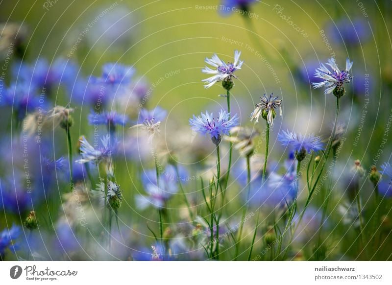 Feld mit Kornblumen Sommer Sonne Umwelt Natur Pflanze Blume Blüte Wildpflanze Garten Park Blühend Wachstum natürlich schön blau Frühlingsgefühle Romantik