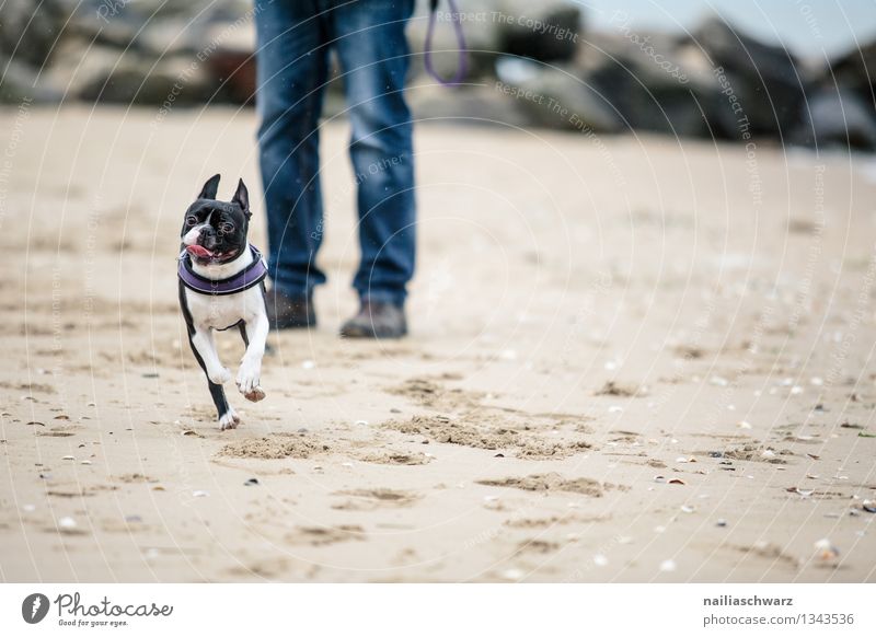 Mann mit Boston Terrier Freude Spielen Ferien & Urlaub & Reisen Strand Meer Erwachsene Sand Küste Hund 1 Tier laufen rennen toben frei Glück lustig niedlich