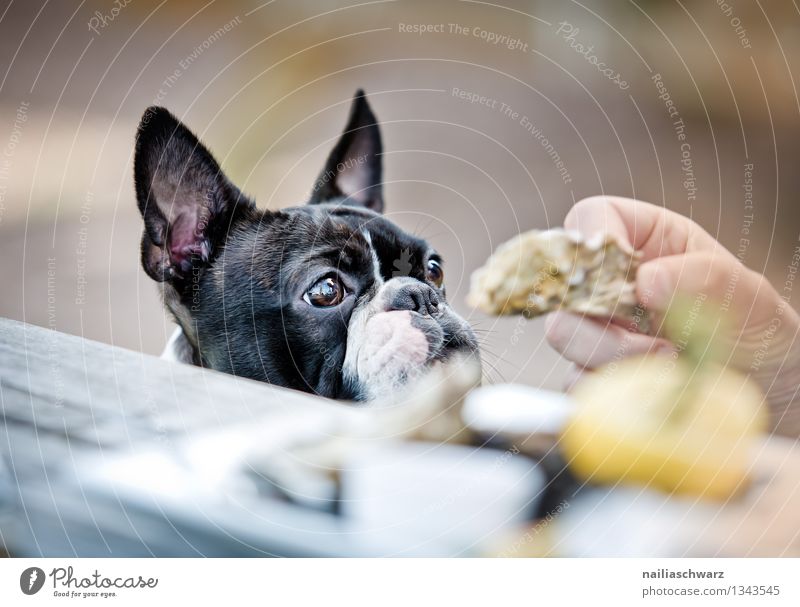 Boston Terrier im Restaurant Brot Fingerfood Tisch Hund 1 Tier beobachten Fröhlichkeit lecker Neugier niedlich Sympathie Tierliebe Begierde geduldig Hoffnung