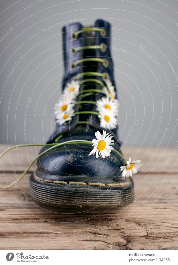 Stiefel mit Gaensebluemchen Blume Schuhe Originalität schön blau gelb schwarz damenstiefel schwer Gänseblümchen riemen geschnürt Gegenteil Schuhbänder Farbfoto