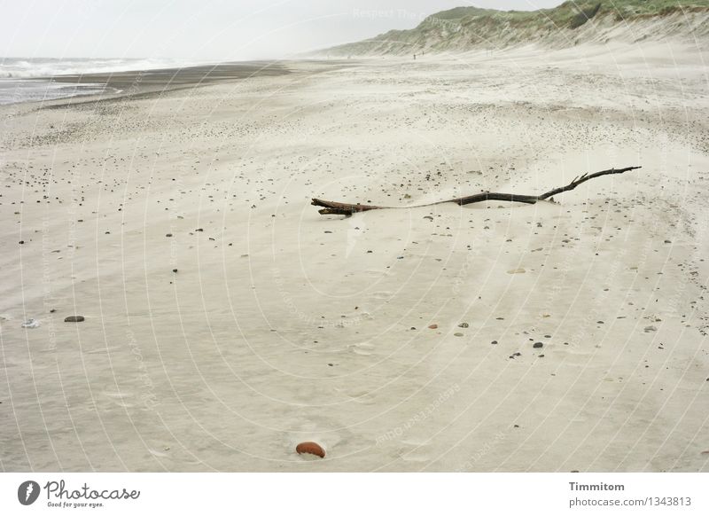 So nah... So fern... Ferien & Urlaub & Reisen Umwelt Natur Urelemente Sand Wasser Strand Nordsee Dänemark Holz liegen ästhetisch natürlich Ast trocken Farbfoto