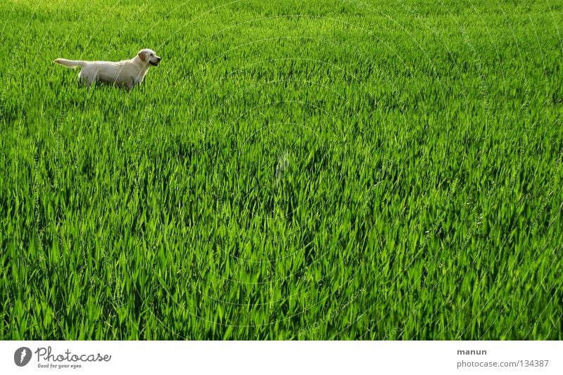 Ich bin bereit! Labrador Weizenfeld Feld Gras Wiese Hund Frühling grün Tier hellgrün Erwartung Säugetier heller Labrador gelber Labrador Labbi Landschaft