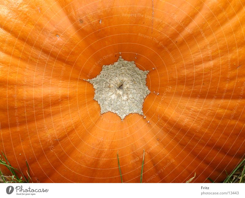 Kürbis Herbst Gesundheit Küribs orange Helloween