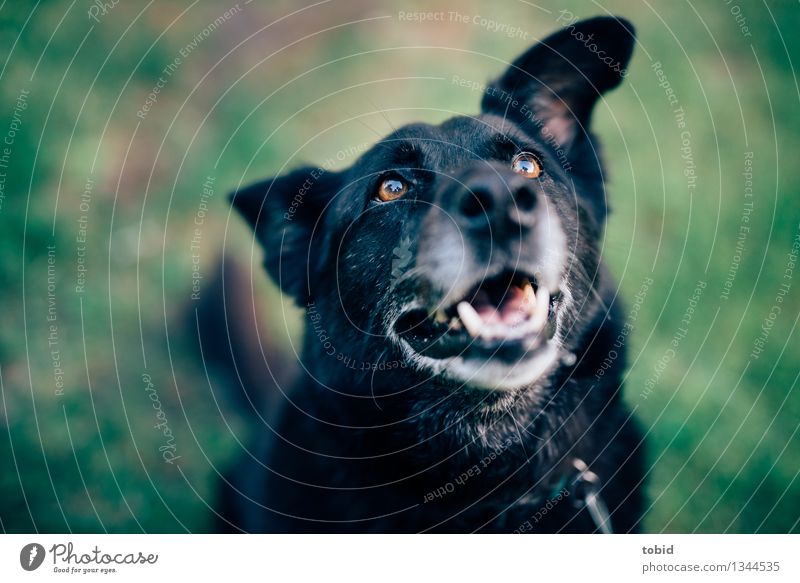 Spreedorado | WUFF ! Haustier Hund Tiergesicht Fell 1 beobachten Freundlichkeit Glück kuschlig schwarz alt grau sitzen Rasen Wiese Erwartung schlappohr Farbfoto