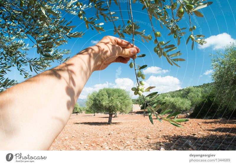 Hand, die Olivenbaumzweig hält. Gemüse Frucht Ernährung Garten Mensch Natur Pflanze Baum Blatt frisch grün oliv Erdöl Ast Kommissionierung Lebensmittel
