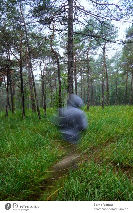 fluchtartig Sport Fitness Sport-Training Joggen Mensch 1 45-60 Jahre Erwachsene Umwelt Natur Landschaft Pflanze Baum Gras Wald schön Kiefernnadeln rennen Kapuze
