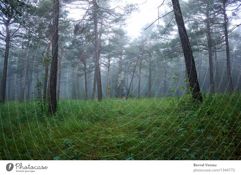 krummholz Mensch maskulin Mann Erwachsene 1 45-60 Jahre authentisch Kapuze verirrt Wald Kiefer schön Nebel Herbst Baumstamm Gras grün grau Einsamkeit ruhig