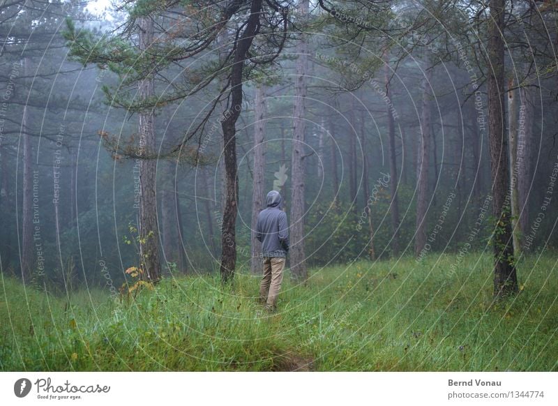 specht? Mensch maskulin 1 45-60 Jahre Erwachsene Umwelt Natur Landschaft Pflanze Baum Gras Wald Gefühle Stimmung Einsamkeit Spaziergang Nebel Nebelschleier