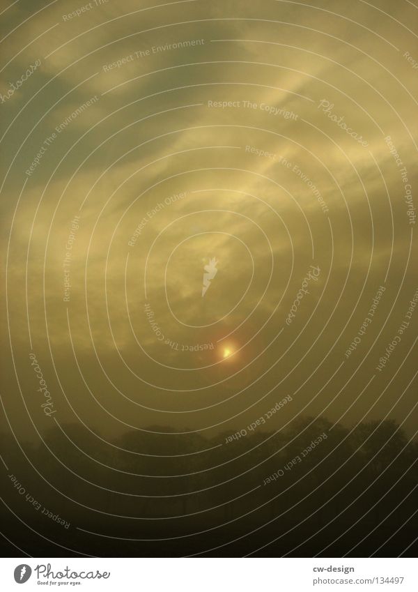 FOGGY MORNING Nebel grau trist Sonnenaufgang Sonnenblende Gegenlicht Licht Wolken Baum Schleier Smog Silhouette sichtbar unsichtbar Nebelschleier trüb