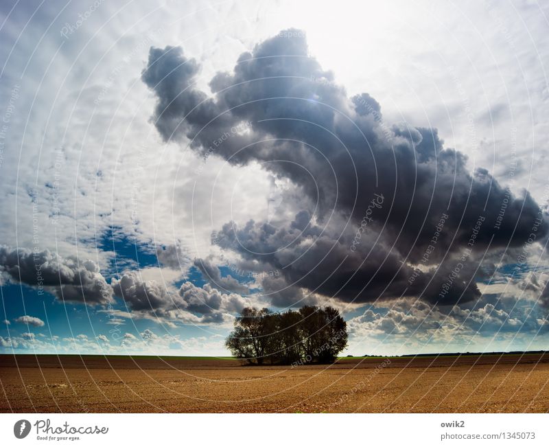 Wäldchen Umwelt Natur Landschaft Pflanze Himmel Wolken Horizont Klima Wetter Schönes Wetter Baum Feld Idylle Ferne Zusammenhalt Erde Boden Landwirtschaft