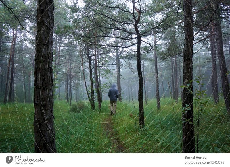 eher weniger Mensch maskulin 1 Umwelt Natur Pflanze Herbst Baum Gras Sträucher Wald authentisch grün nachdenklich Spaziergang Kapuze wandern Einsamkeit ruhig