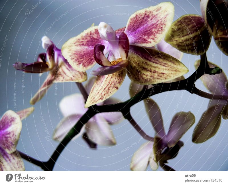 die schönheit Orchidee Blume Pflanze Blüte zart Urwald sanft
