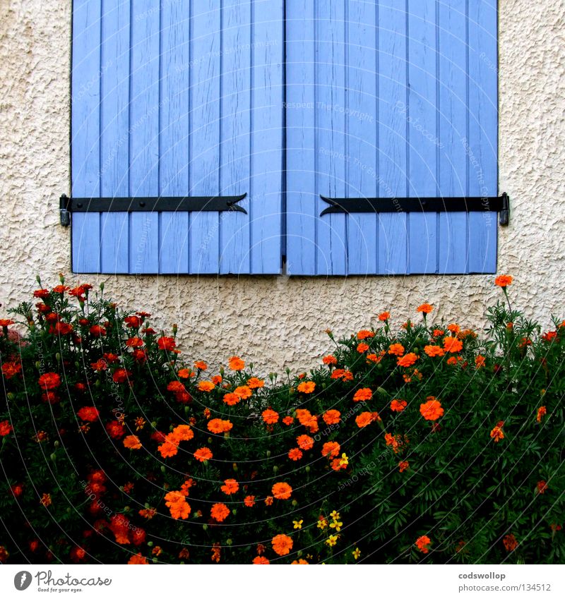 les volets bleus Fensterladen Provence Frankreich Scharnier Detailaufnahme Haushalt hinge orange oeillet window flowers shutters carnation france blue blau