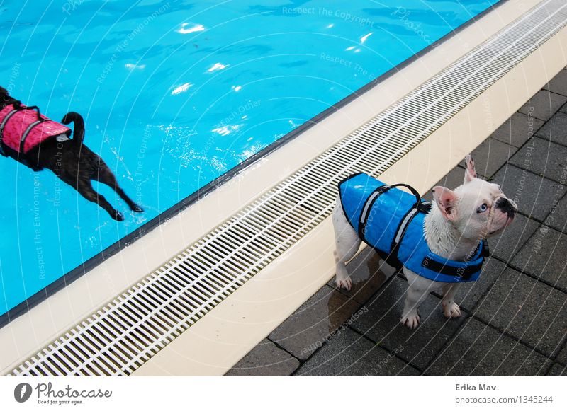 Schwimmwestentesten. Schwimmen & Baden Spielen Wassersport Schwimmbad Tier Haustier Hund 2 Erholung Fitness Sport warten sportlich frisch Zusammensein kalt