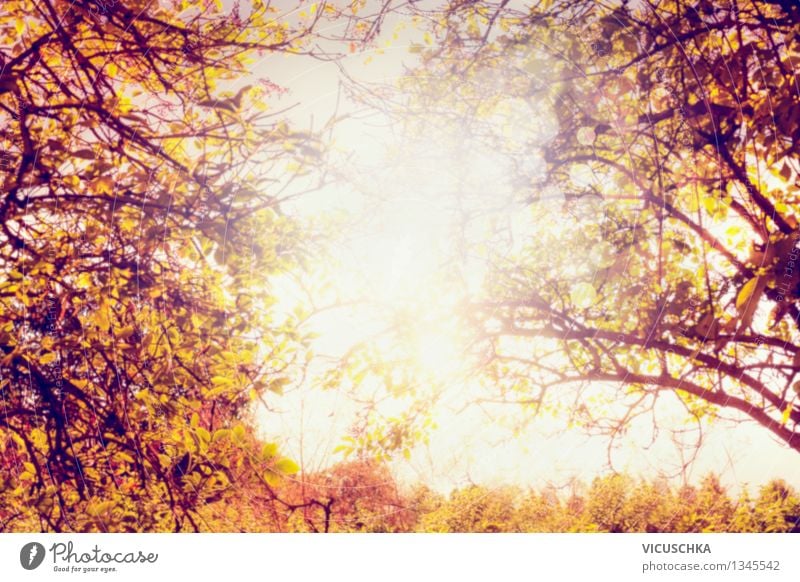 Herbst Sonne durch die Blätter, unscharf Design Garten Natur Pflanze Schönes Wetter Baum Park gelb Hintergrundbild Sonnenuntergang herbstlich Herbstlaub