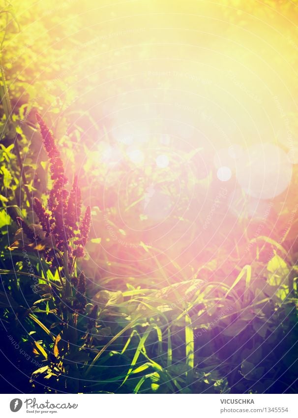 Schönes Sonnenlicht auf Naturhntergrund Stil Design Sommer Garten Landschaft Pflanze Sonnenaufgang Sonnenuntergang Herbst Schönes Wetter Blume Gras Sträucher