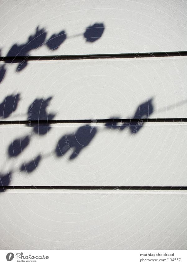 KIRSCHBLÜTEN Silhouette Baum Pflanze Blatt Blüte Unschärfe Wand Putz Haus Oberfläche parallel minimalistisch träumen schön Sonnenlicht Sommer Schatten Zweig Ast