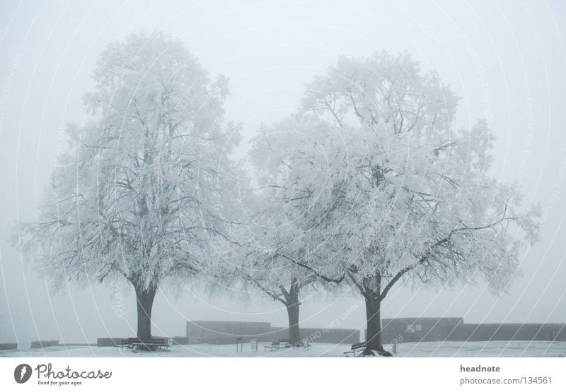 three trees - winter is gone! Winter Nebel Baum kalt weiß Platz trist Eimer Bank Frost Schnee Ast