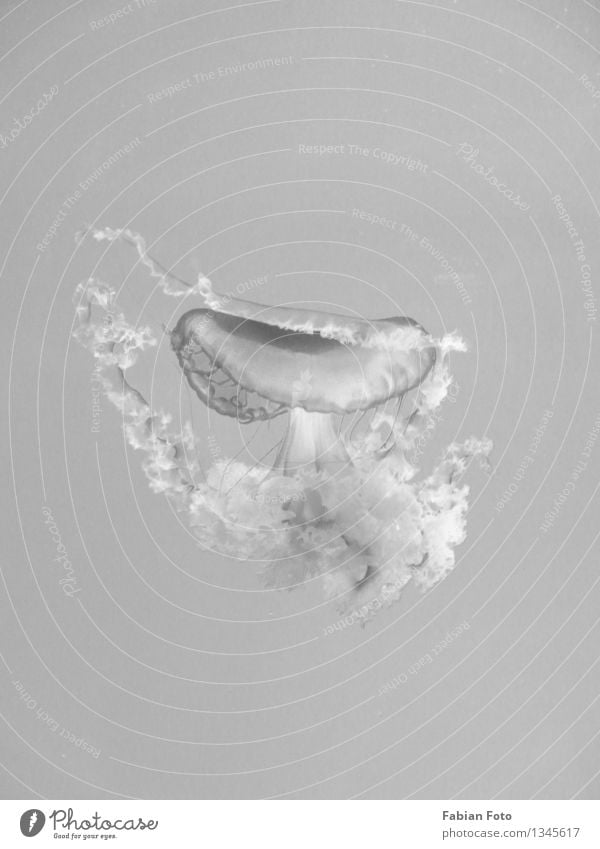 Qualle sw Meer Wasser Unterwasseraufnahme Unterwasseraquarium Unterwasserkamera Aquarium tauchen weich grau abstrakt flach 2d Schwarzweißfoto